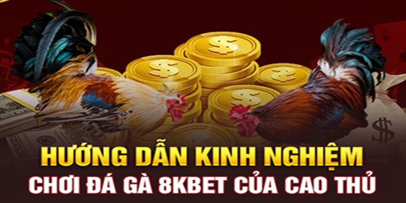 Cần tham khảo người chơi đá gà 8kbet có kinh nghiệm để chiến thắng